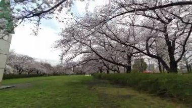 Sarue Onshi Park Kiraz Çiçeği Sabah 2023