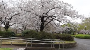 Sarue Onshi Park Kiraz Çiçeği Sabah 2023