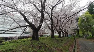 Sarue Onshi Park Kiraz Çiçeği Sabah 2023