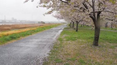 Yağmurlu bir günde Arakawa Nehri çiçek açar, Japonya Tokyo 2023