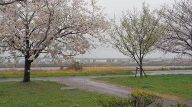 Yağmurlu bir günde Arakawa Nehri çiçek açar, Japonya Tokyo 2023