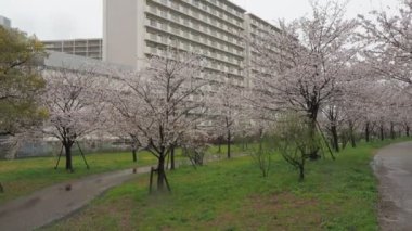 Yağmurlu bir günde Arakawa Nehri çiçek açar, Japonya Tokyo 2023