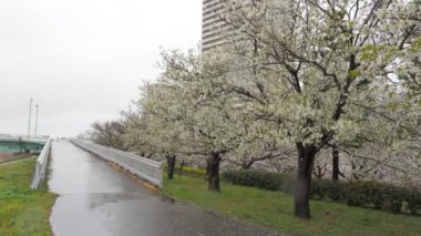 Yağmurlu bir günde Arakawa Nehri çiçek açar, Japonya Tokyo 2023