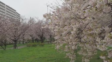 Yağmurlu bir günde Arakawa Nehri çiçek açar, Japonya Tokyo 2023