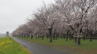 Yağmurlu bir günde Arakawa Nehri çiçek açar, Japonya Tokyo 2023