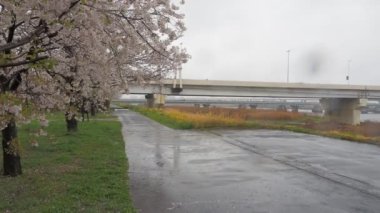 Yağmurlu bir günde Arakawa Nehri çiçek açar, Japonya Tokyo 2023