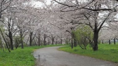 Yağmurlu bir günde Arakawa Nehri çiçek açar, Japonya Tokyo 2023