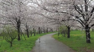 Yağmurlu bir günde Arakawa Nehri çiçek açar, Japonya Tokyo 2023