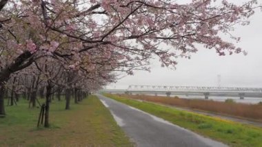 Yağmurlu bir günde Arakawa Nehri çiçek açar, Japonya Tokyo 2023