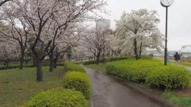 Yağmurlu bir günde Arakawa Nehri çiçek açar, Japonya Tokyo 2023