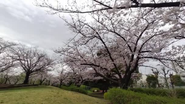 Sarue Onshi Park Flor Cereja Manhã Cedo 2023 — Vídeo de Stock
