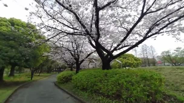 Sarue Onshi Park Cherry Blossom Early Morning 2023 — Stock Video