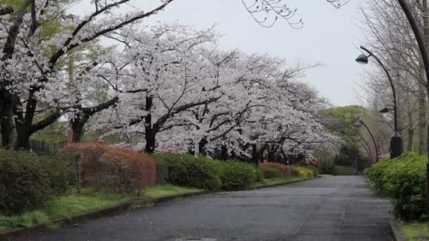 Sarue Onshi Park Cseresznyevirág 2023 Kora Reggel — Stock videók