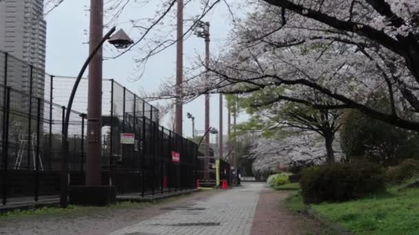 Sarue Onshi Park Fleur Cerisier Tôt Matin 2023 — Video