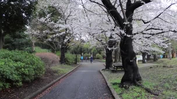 Саруэ Онши Парк Черри Басом Раннее Утро 2023 Года — стоковое видео