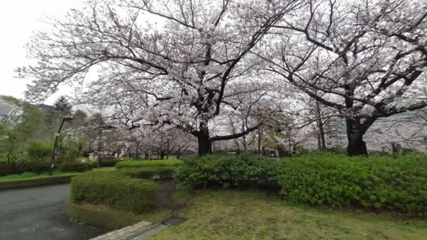 Sarue Onshi Park Flor Cereja Manhã Cedo 2023 — Vídeo de Stock