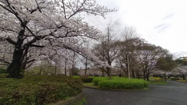 Sarue Onshi Park Cherry Blossom Early Morning 2023 — Stock Video
