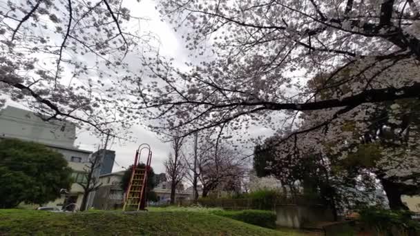 Sarue Onshi Park Třešňový Květ Brzy Ráno 2023 — Stock video
