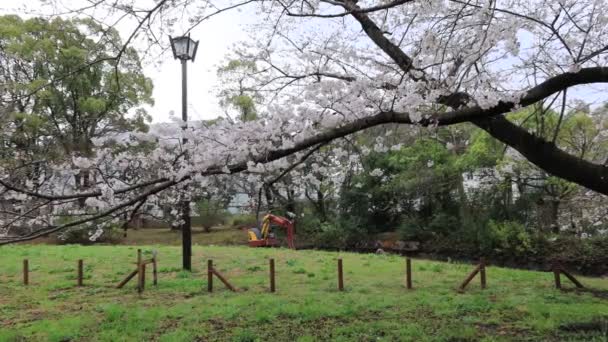 Sarue Onshi Park Kwiat Wiśni Wczesnym Rankiem 2023 — Wideo stockowe