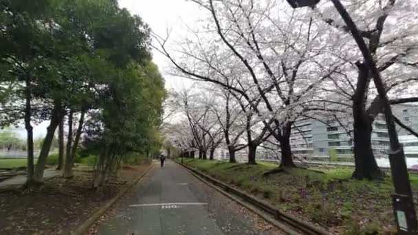 Sarue Onshi Park Flor Cereja Manhã Cedo 2023 — Vídeo de Stock