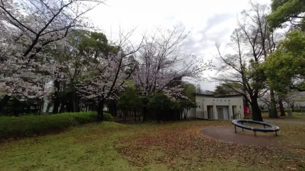 Sarue Onshi Park Fleur Cerisier Tôt Matin 2023 — Video