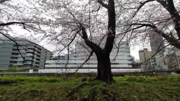 Sarue Onshi Park Flor Cerezo Temprano Mañana 2023 — Vídeos de Stock