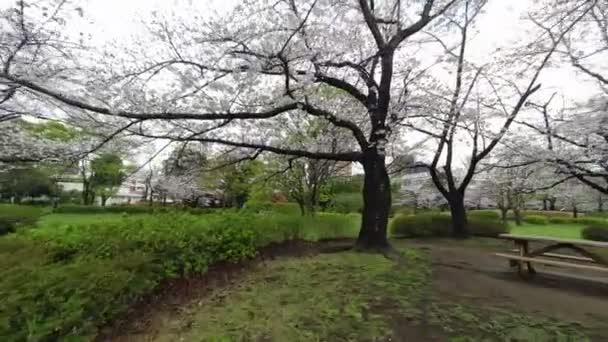 Sarue Onshi公园樱花2023年清晨 — 图库视频影像