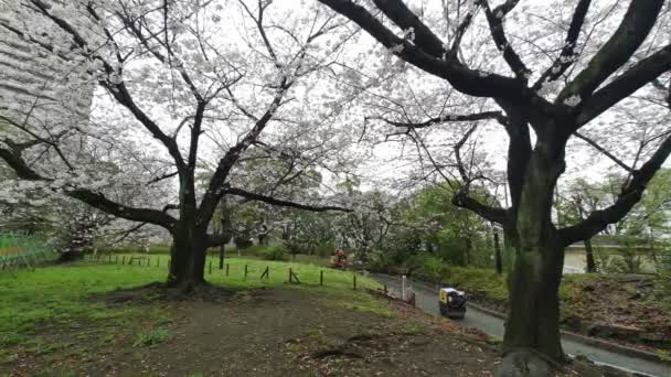 Sarue Onshi Park Flor Cerezo Temprano Mañana 2023 — Vídeos de Stock