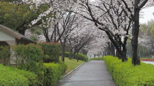 Dia Chuvoso Flores Cereja Rio Arakawa Japão Tóquio 2023 — Vídeo de Stock