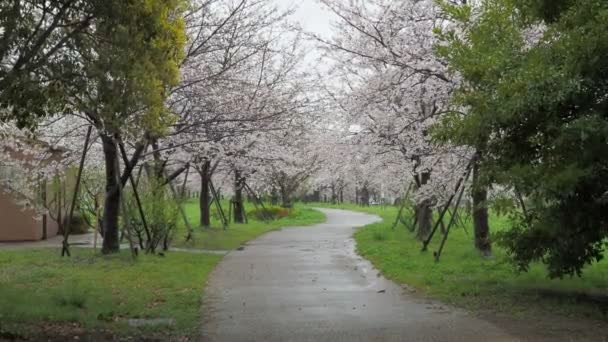 雨の日桜 荒川区 東京2023 — ストック動画