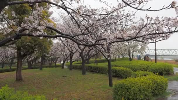 日本东京2023年 大雨天樱花盛开于阿拉川河 — 图库视频影像