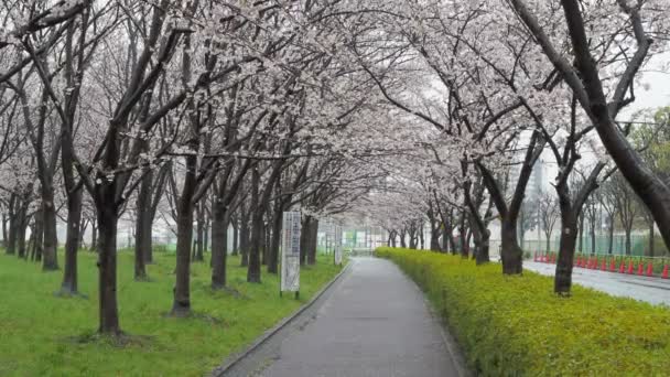 Día Lluvioso Flores Cerezo Río Arakawa Japón Tokio 2023 — Vídeo de stock