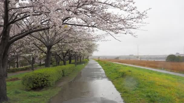 Regndag Körsbärsblommor Arakawa River Japan Tokyo 2023 — Stockvideo