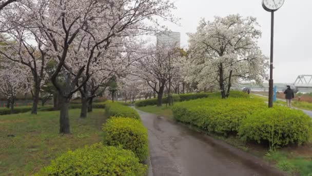 Dia Chuvoso Flores Cereja Rio Arakawa Japão Tóquio 2023 — Vídeo de Stock