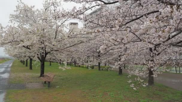 Día Lluvioso Flores Cerezo Río Arakawa Japón Tokio 2023 — Vídeos de Stock