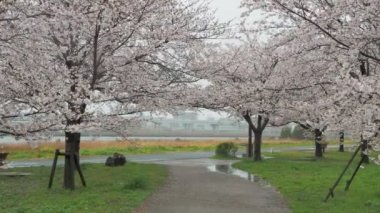 Yağmurlu bir günde Arakawa Nehri çiçek açar, Japonya Tokyo 2023