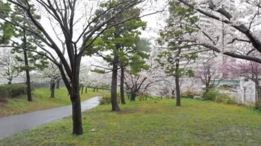 Yağmurlu bir günde Arakawa Nehri çiçek açar, Japonya Tokyo 2023