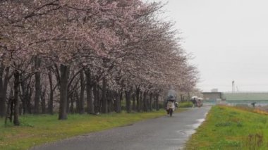 Yağmurlu bir günde Arakawa Nehri çiçek açar, Japonya Tokyo 2023