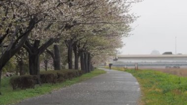 Yağmurlu bir günde Arakawa Nehri çiçek açar, Japonya Tokyo 2023