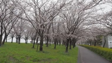 Yağmurlu bir günde Arakawa Nehri çiçek açar, Japonya Tokyo 2023