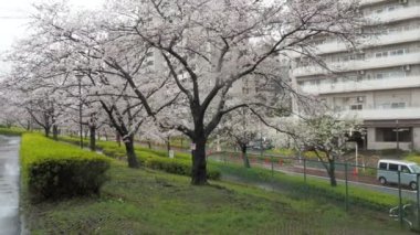 Yağmurlu bir günde Arakawa Nehri çiçek açar, Japonya Tokyo 2023
