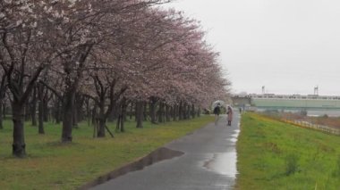 Yağmurlu bir günde Arakawa Nehri çiçek açar, Japonya Tokyo 2023