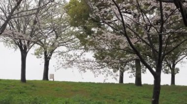 Yağmurlu bir günde Arakawa Nehri çiçek açar, Japonya Tokyo 2023