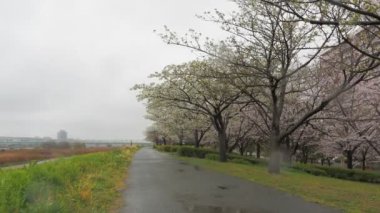 Yağmurlu bir günde Arakawa Nehri çiçek açar, Japonya Tokyo 2023