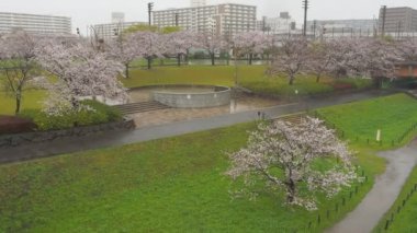 Yağmurlu gün kiraz çiçekleri Ojima Komatsugawa Parkı, Japonya Tokyo 2023