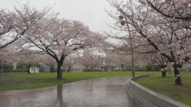 Yağmurlu gün kiraz çiçekleri Ojima Komatsugawa Parkı, Japonya Tokyo 2023