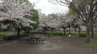 Yağmurlu gün kiraz çiçekleri Ojima Komatsugawa Parkı, Japonya Tokyo 2023