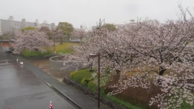 Yağmurlu gün kiraz çiçekleri Ojima Komatsugawa Parkı, Japonya Tokyo 2023