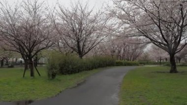 Yağmurlu gün kiraz çiçekleri Ojima Komatsugawa Parkı, Japonya Tokyo 2023