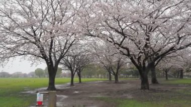 Yağmurlu gün kiraz çiçekleri Ojima Komatsugawa Parkı, Japonya Tokyo 2023